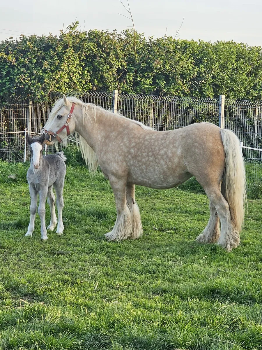 Palomino mare in foal - Image 3
