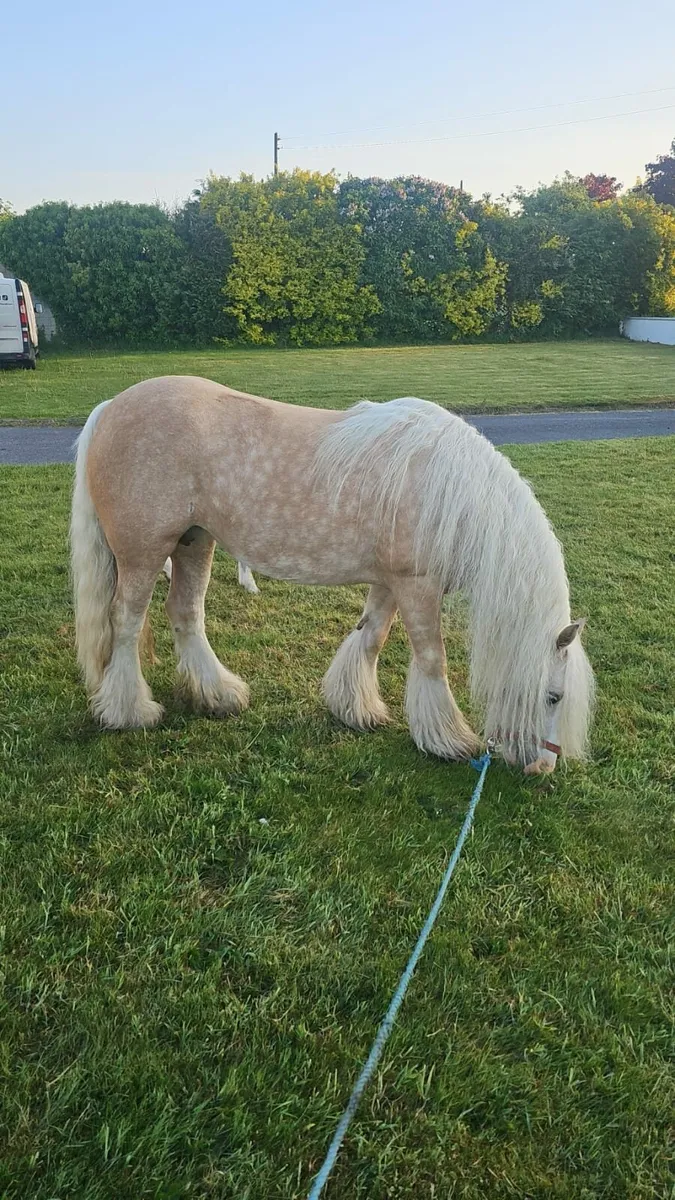 Palomino mare in foal - Image 4