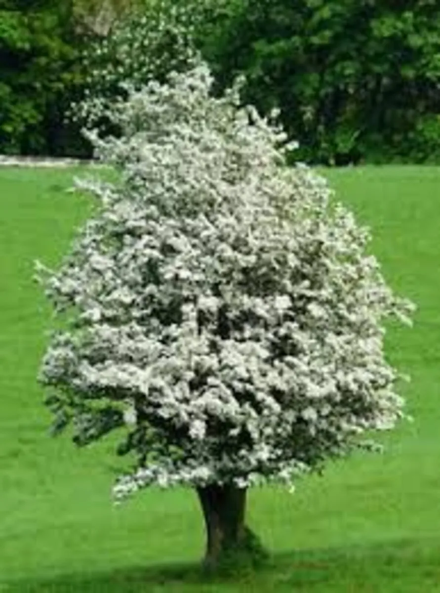 WHITE THORN HEDGING - Image 2