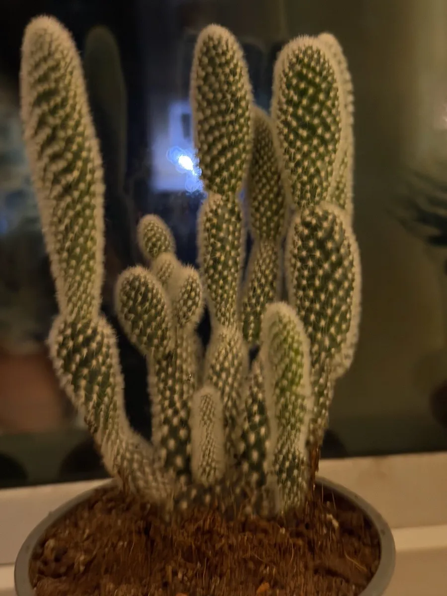 Indoor plants - Image 3