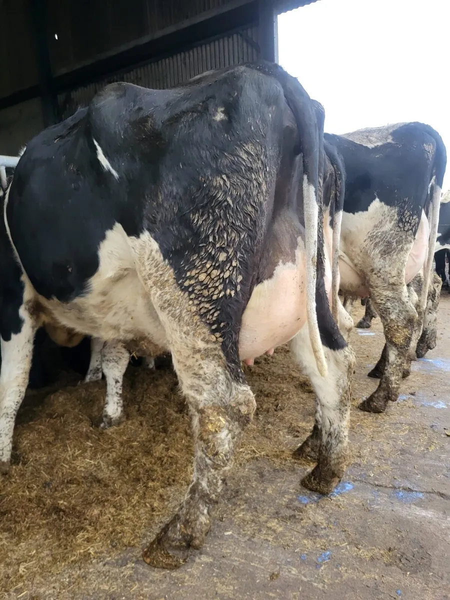 Dairy Stock - Image 1