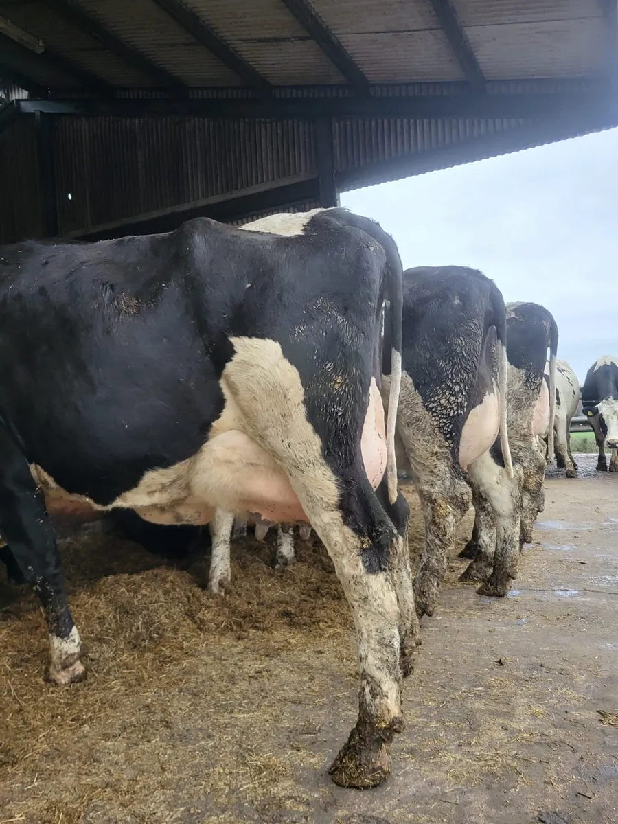 Dairy Stock - Image 2