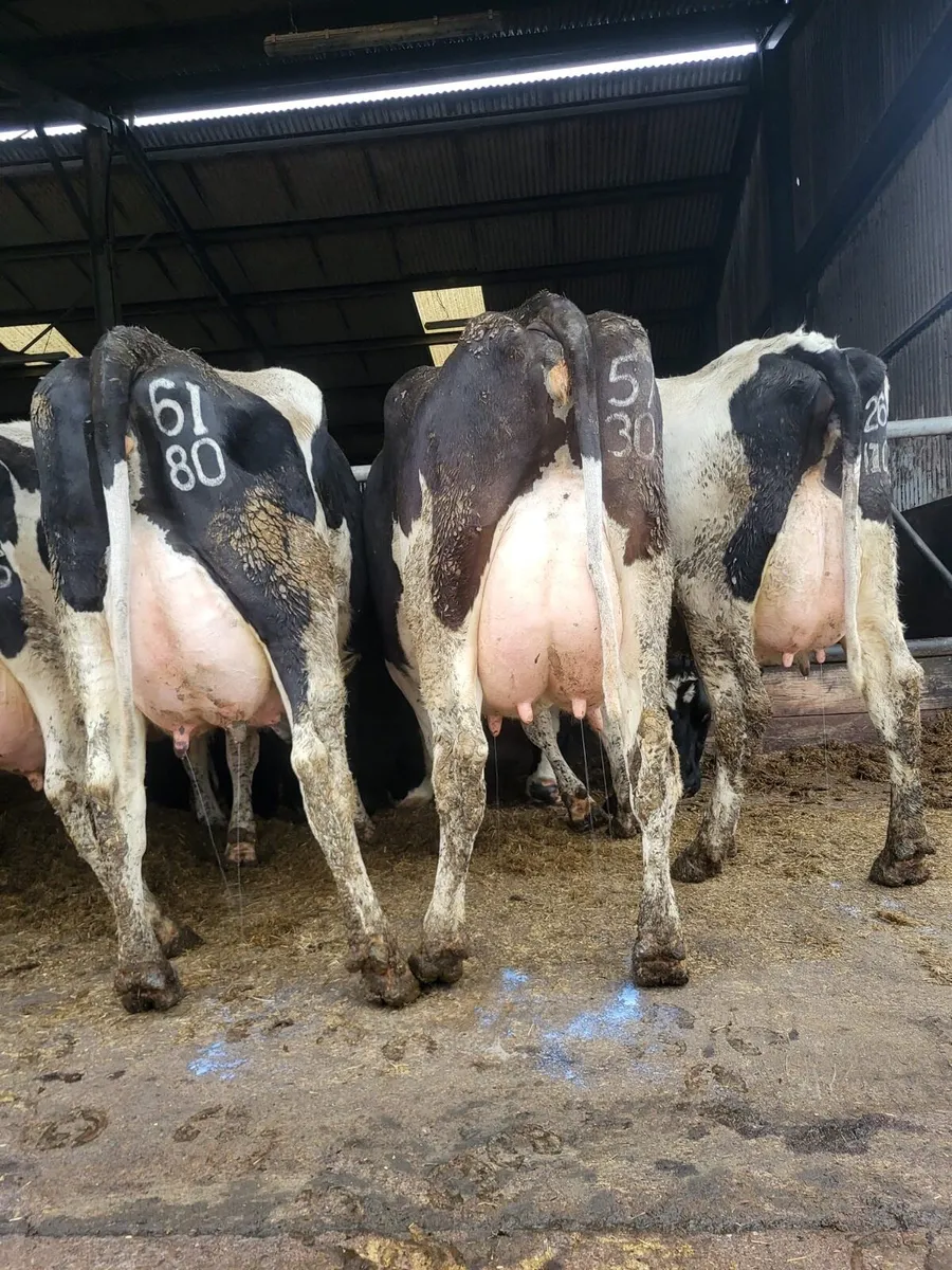Dairy Stock - Image 3