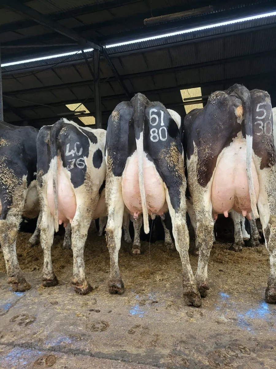 Dairy Stock - Image 4