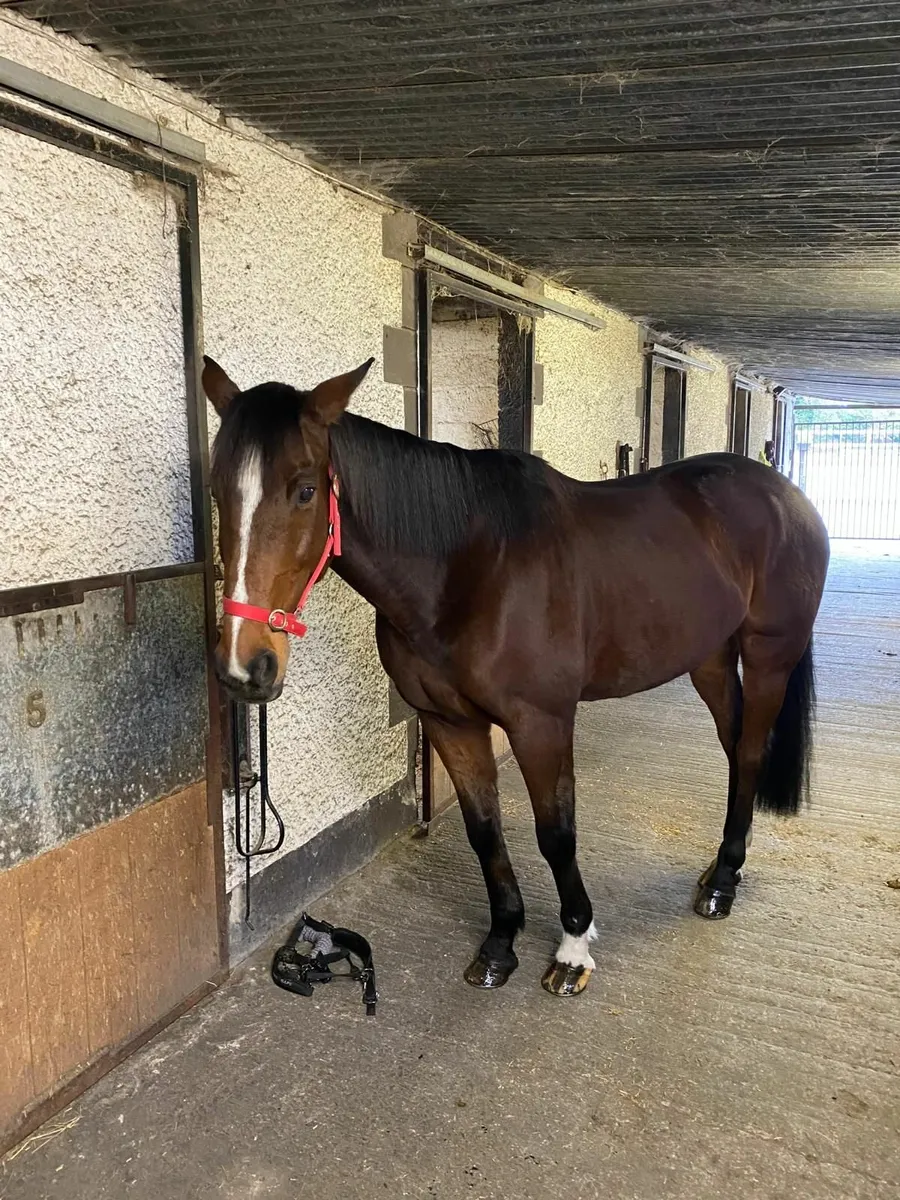 ISH Gelding. - Image 1