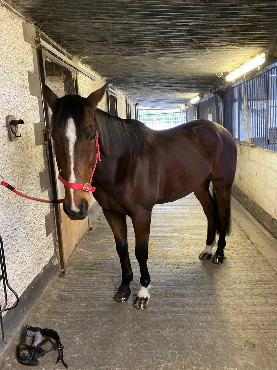 ISH Gelding. - Image 2