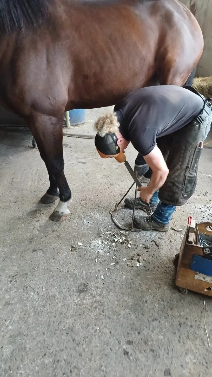 ISH Gelding. - Image 3