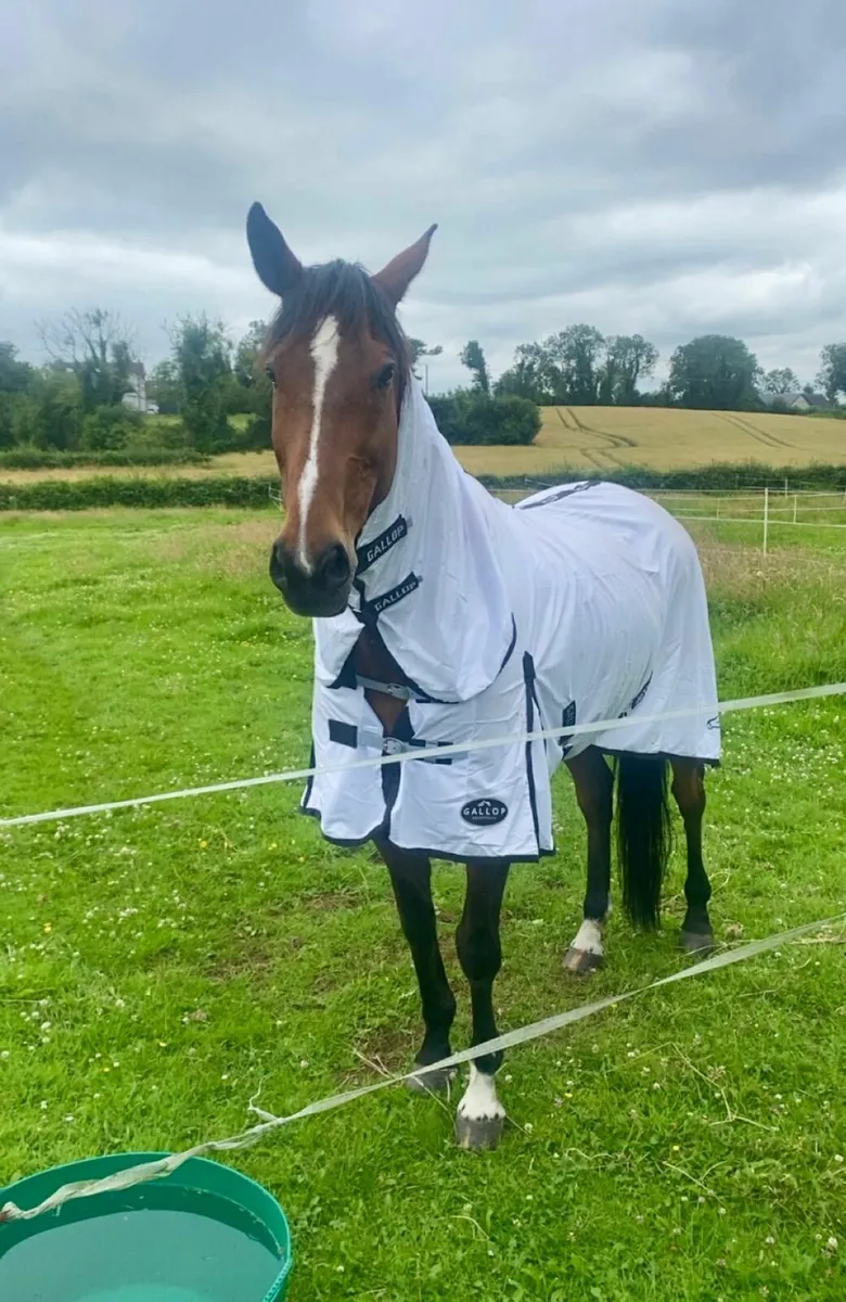 ISH Gelding. - Image 4