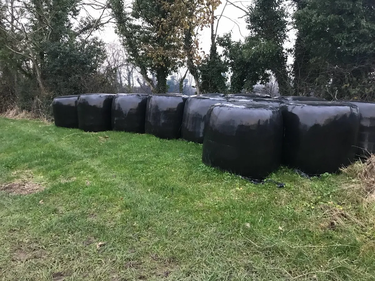 Good quality silage bales - Image 1