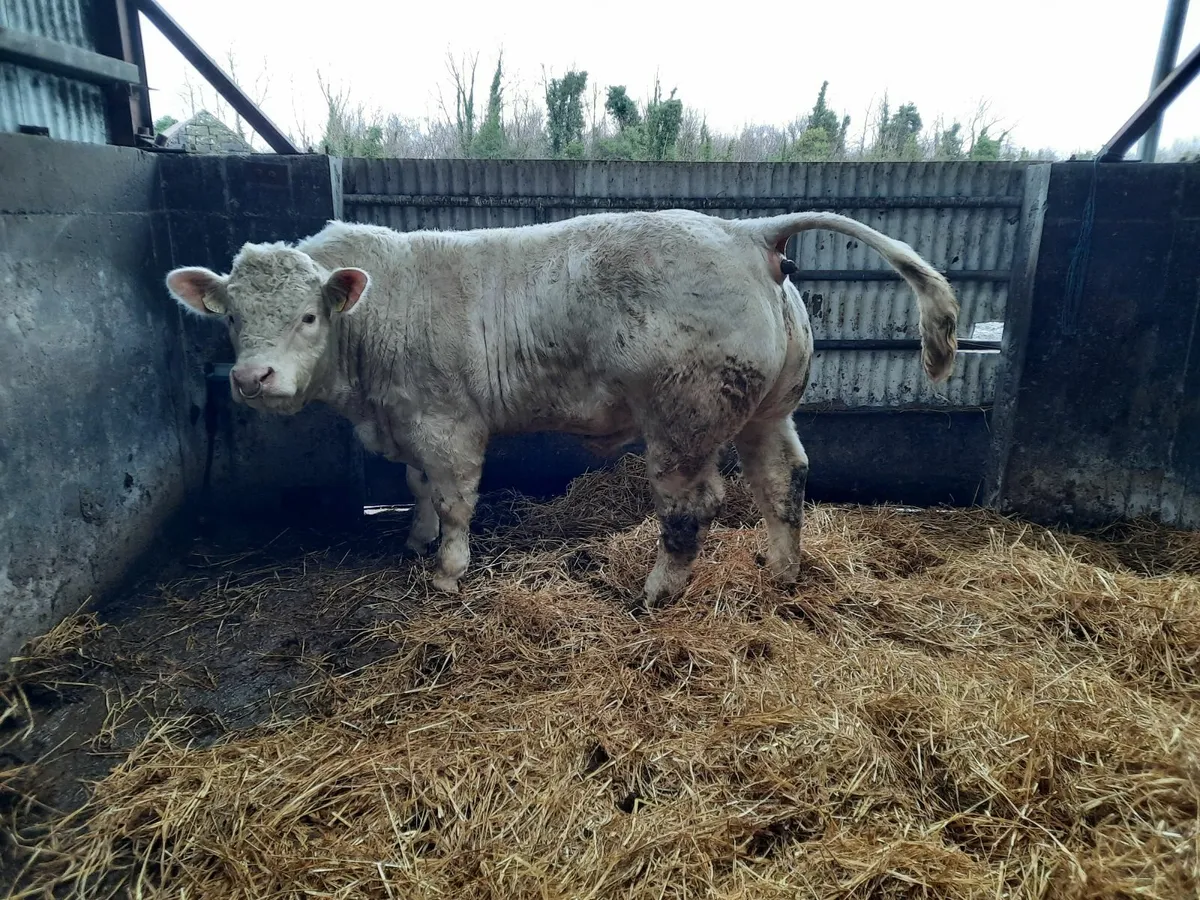 Charolais bull - Image 1