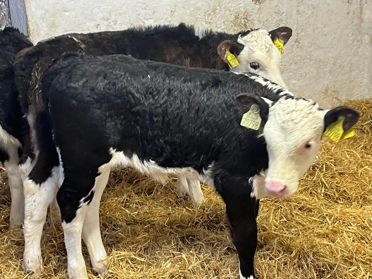 CALVES FOR SALE - Image 2