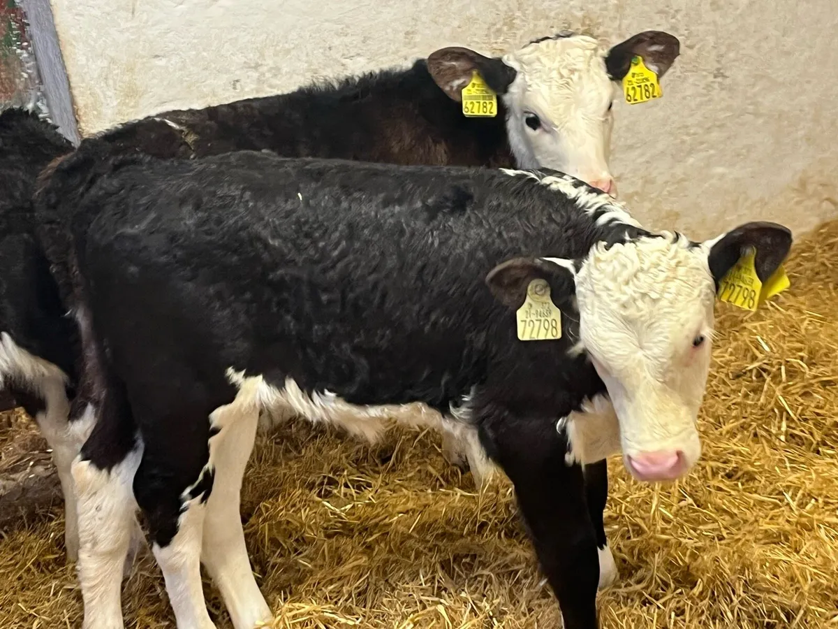 CALVES FOR SALE - Image 3