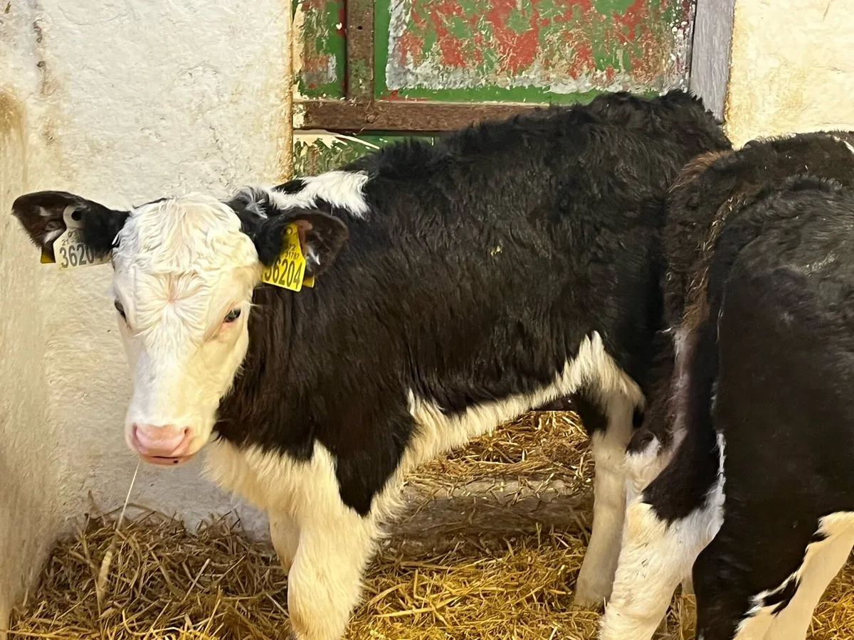 CALVES FOR SALE - Image 4