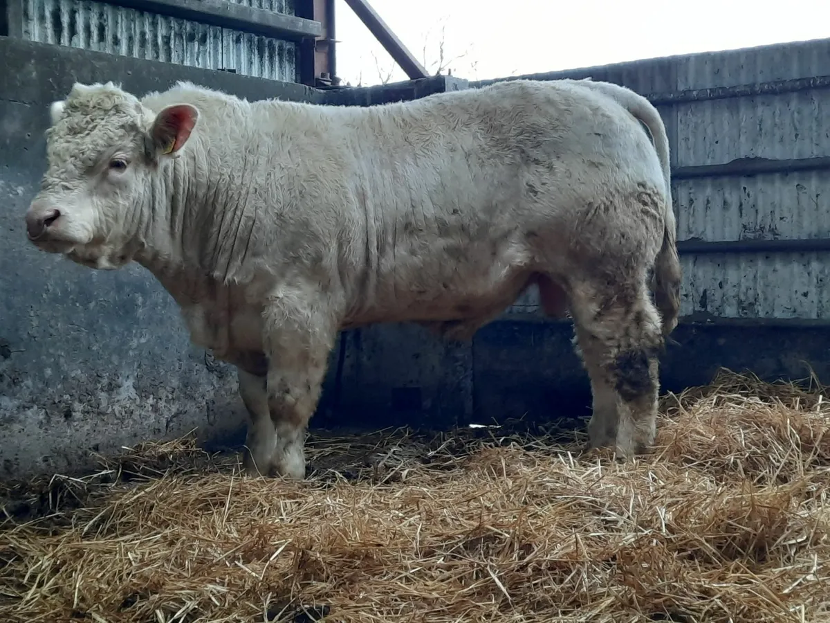 Charolais bull - Image 2