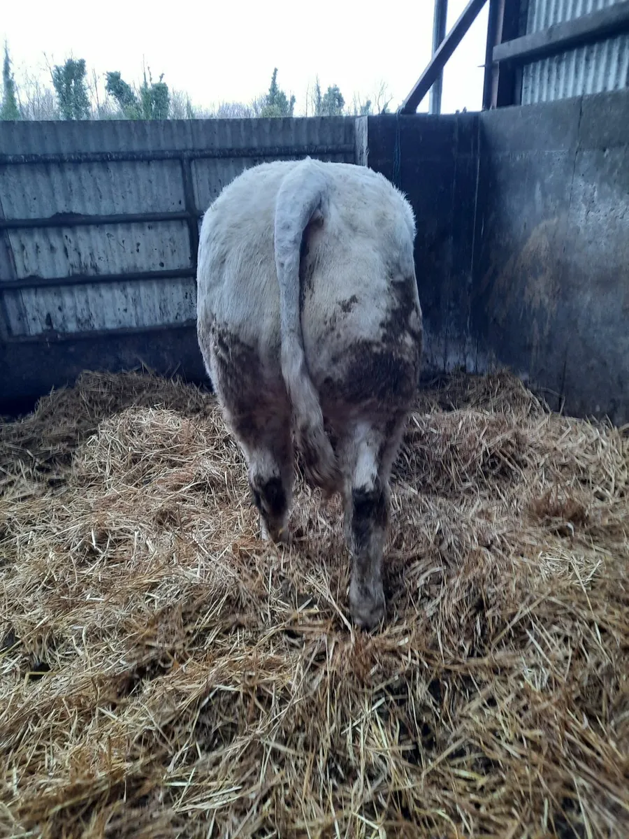 Charolais bull - Image 3