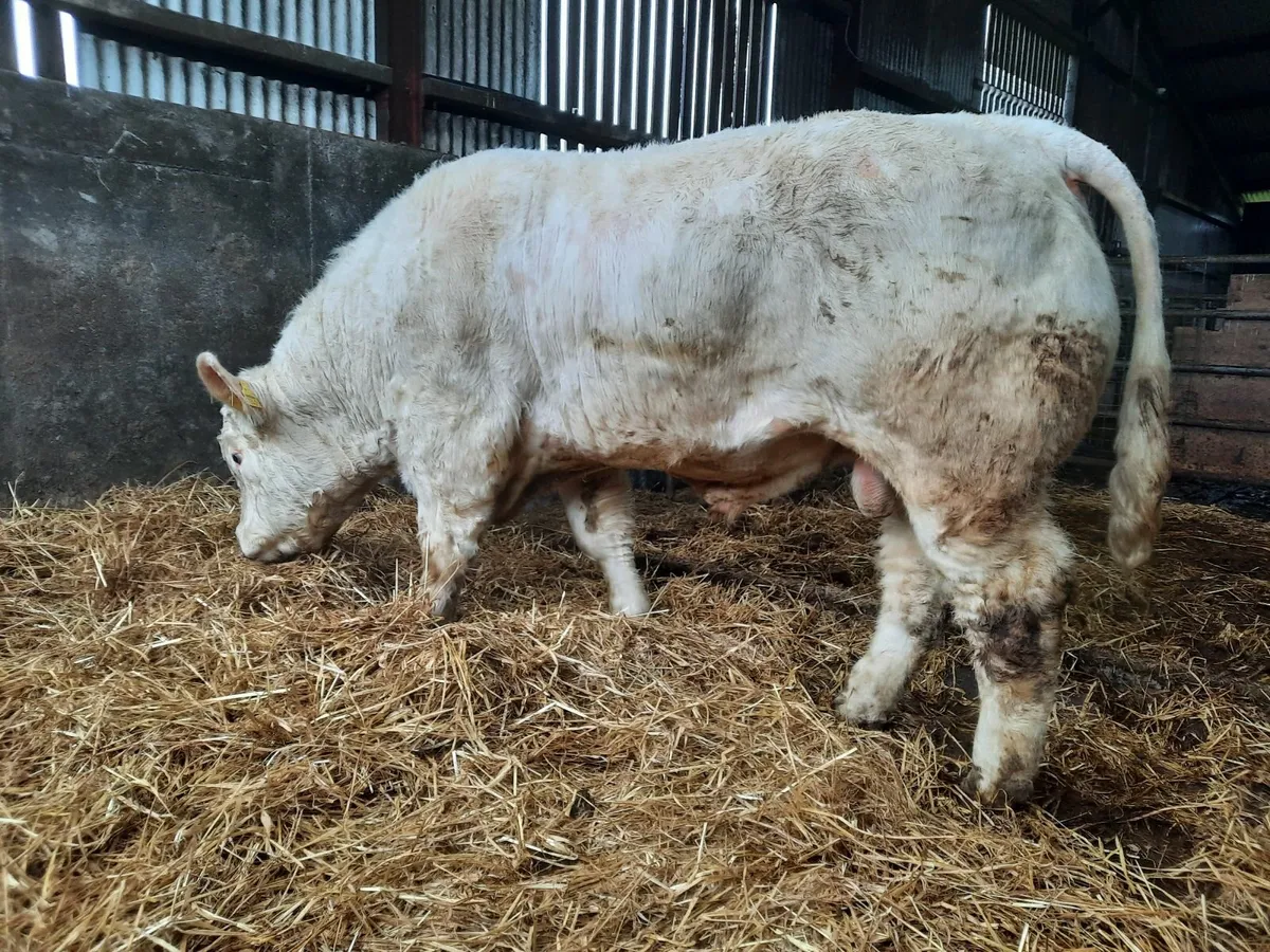 Charolais bull - Image 4