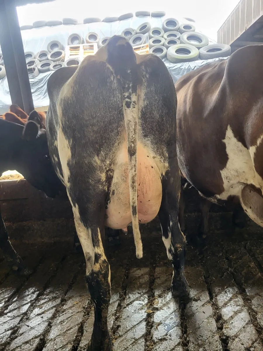 Dairy Stock - Image 1