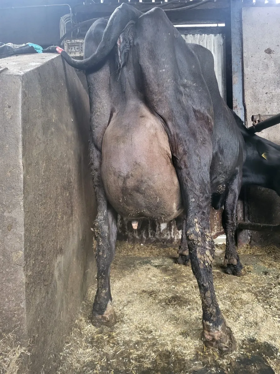 Dairy Stock - Image 2