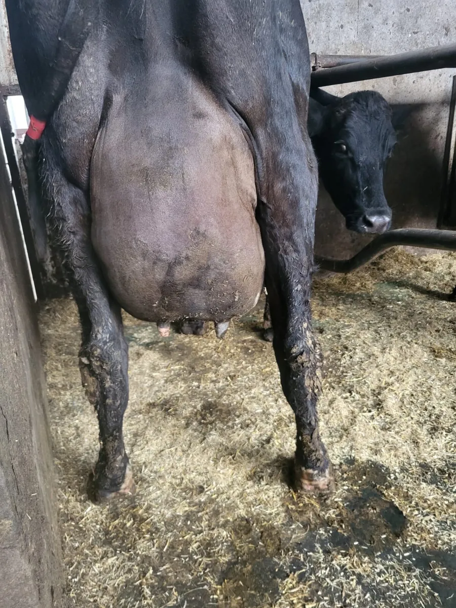 Dairy Stock - Image 3