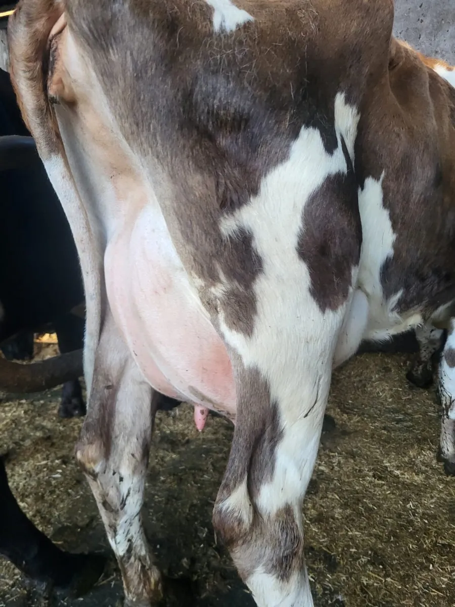 Dairy Stock - Image 4