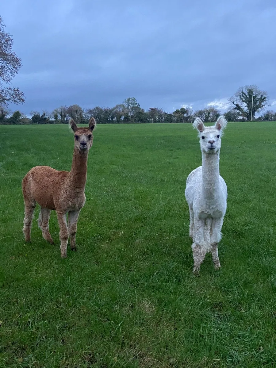 Alpacas - Image 1