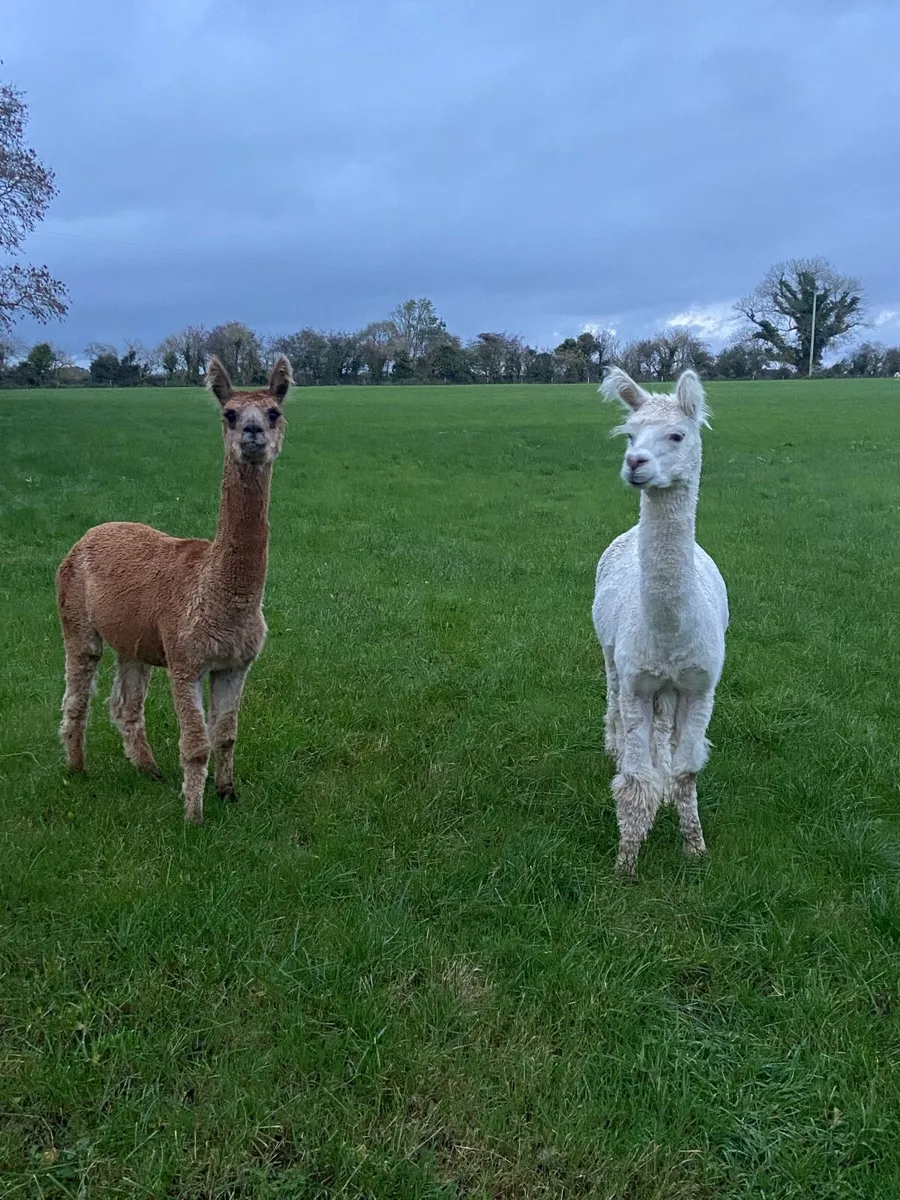 Alpacas - Image 2