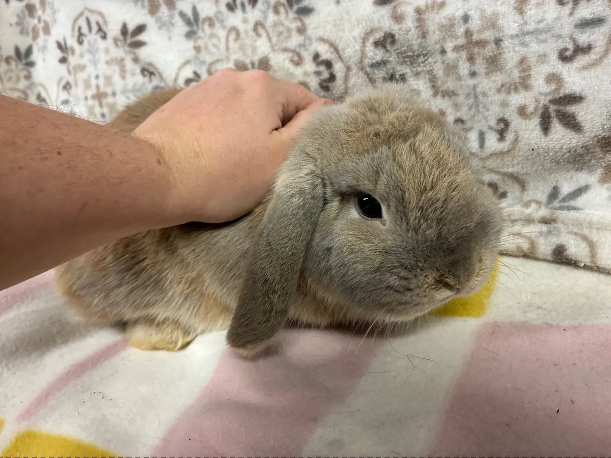 Purebred Mini Lop Rabbit - Image 2