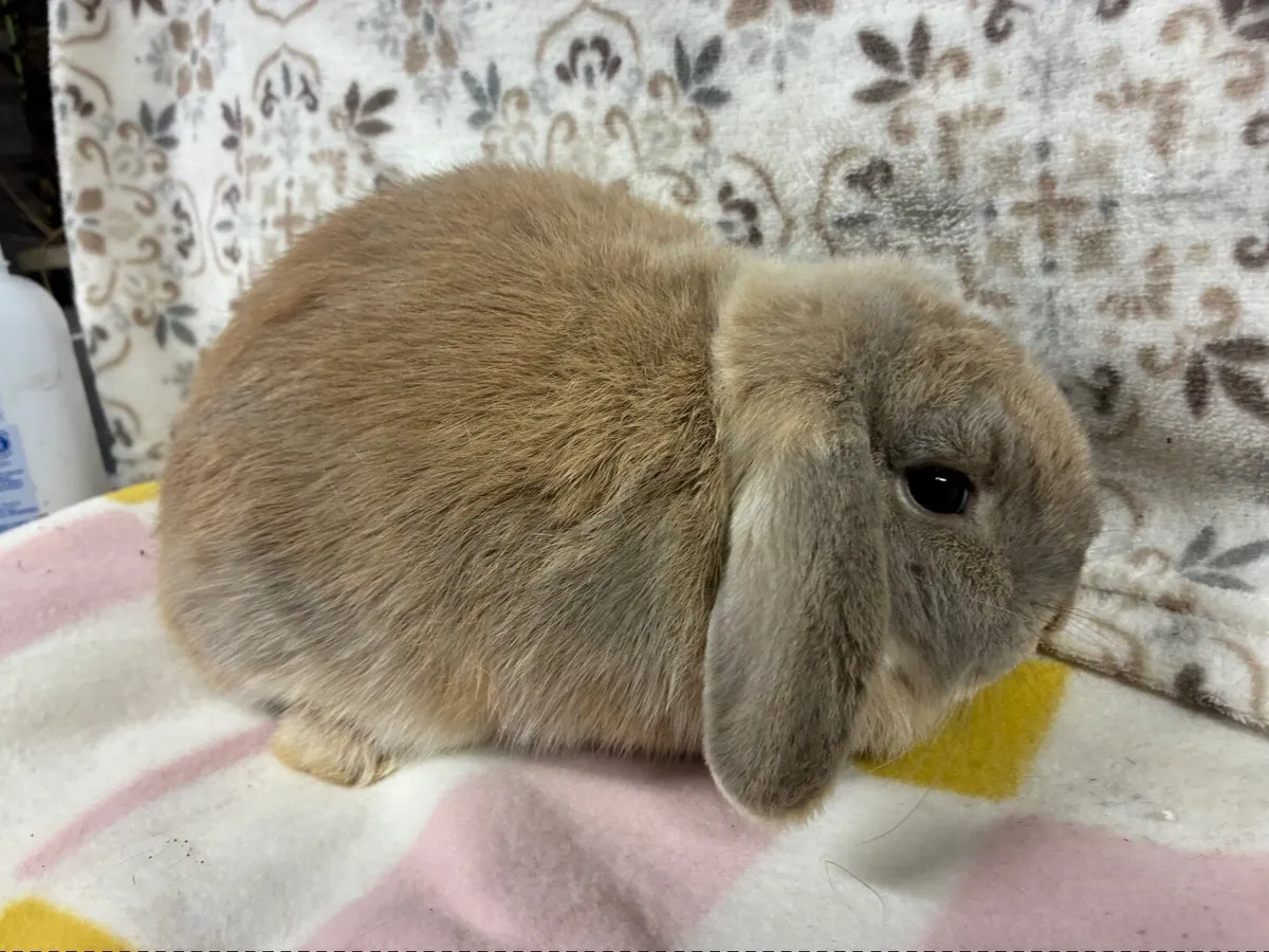 Purebred Mini Lop Rabbit - Image 1