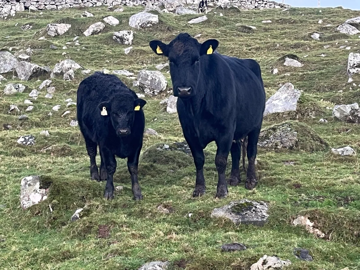 Cow and weanling - Image 1