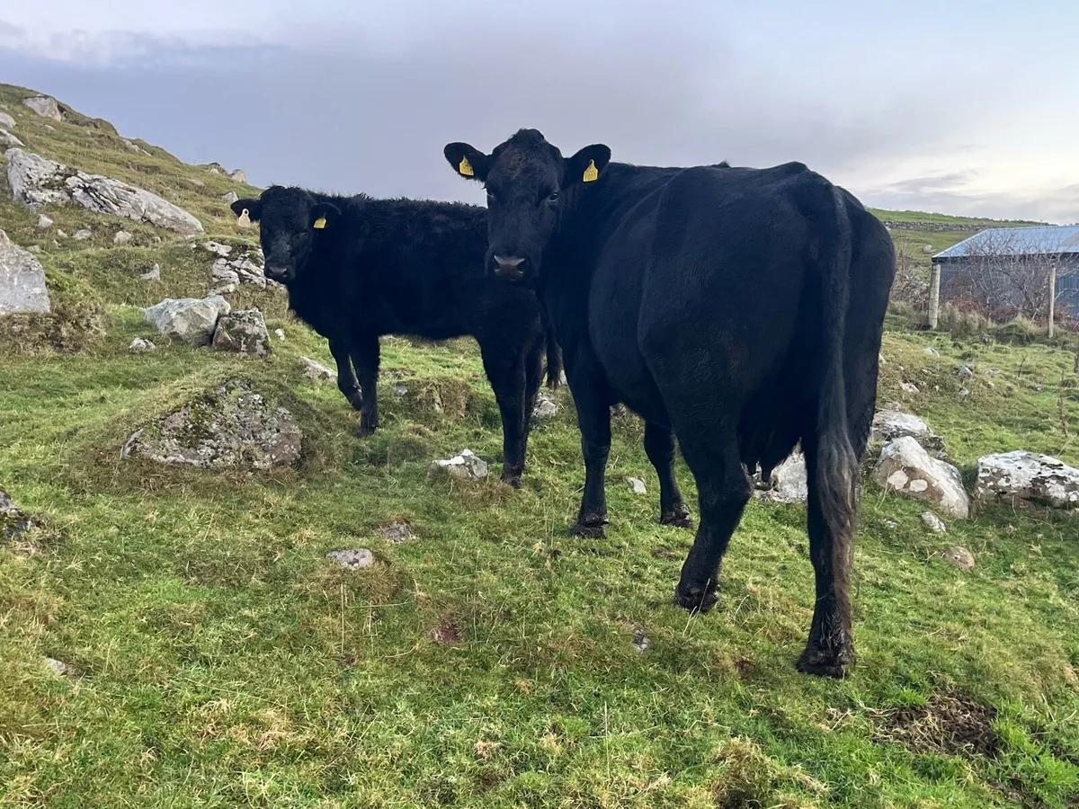 Cow and weanling - Image 2