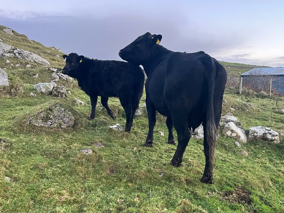 Cow and weanling - Image 3