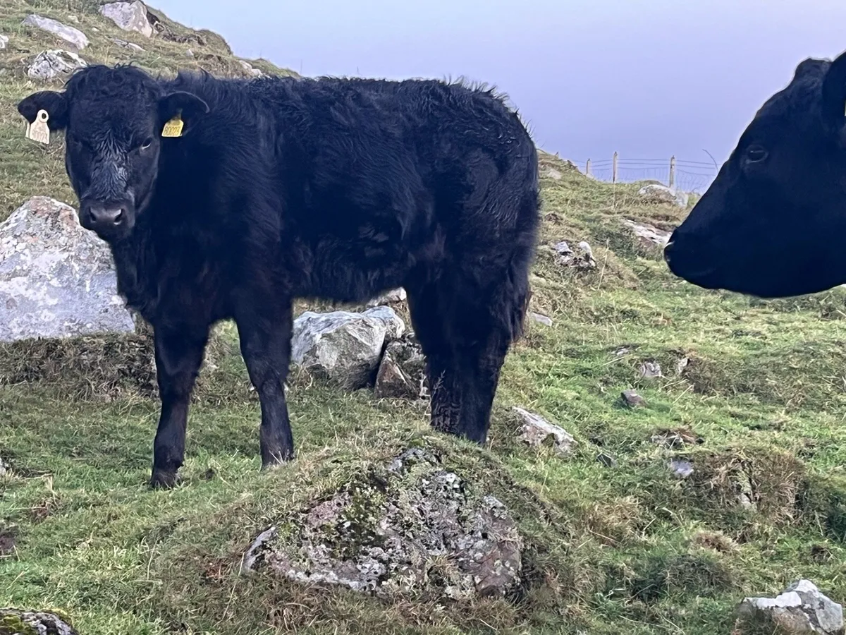 Cow and weanling - Image 4