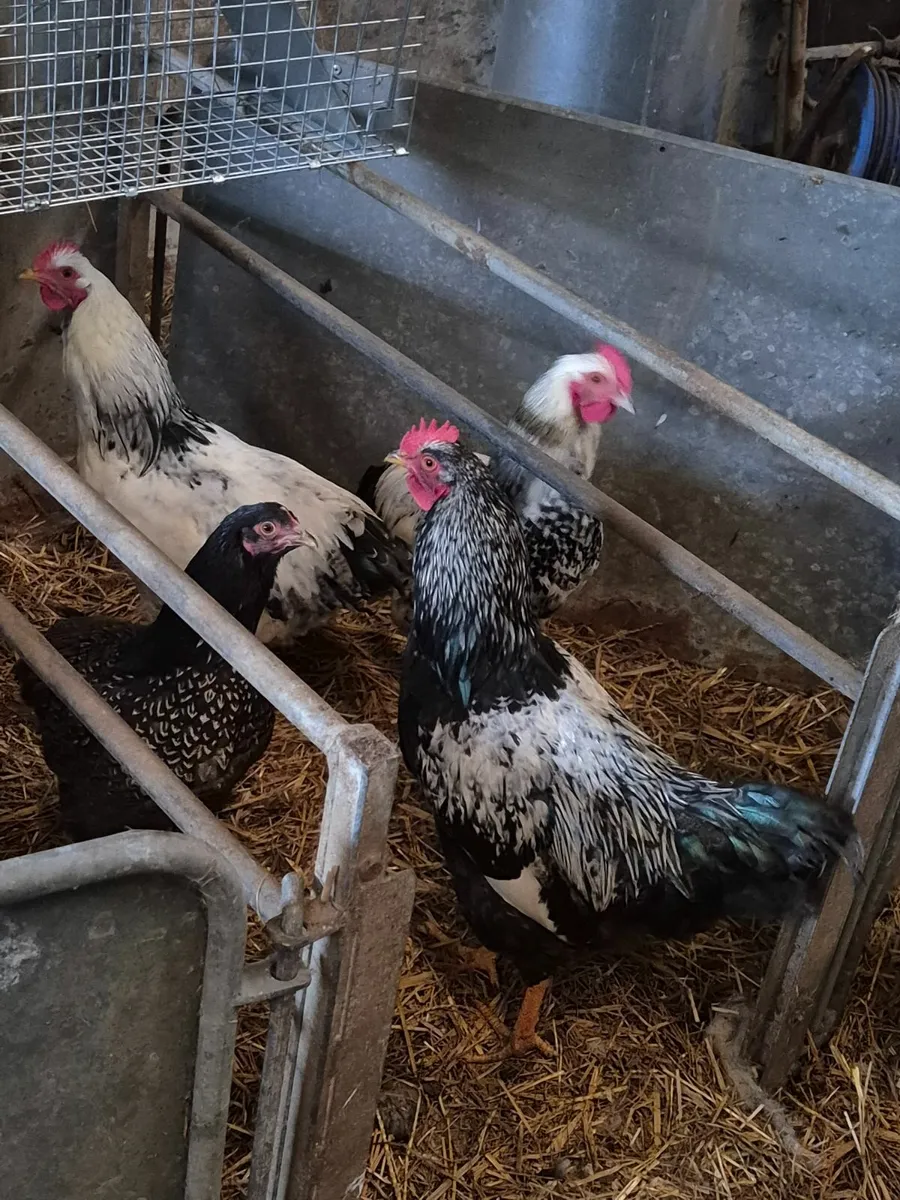 Roosters for sale - Image 1