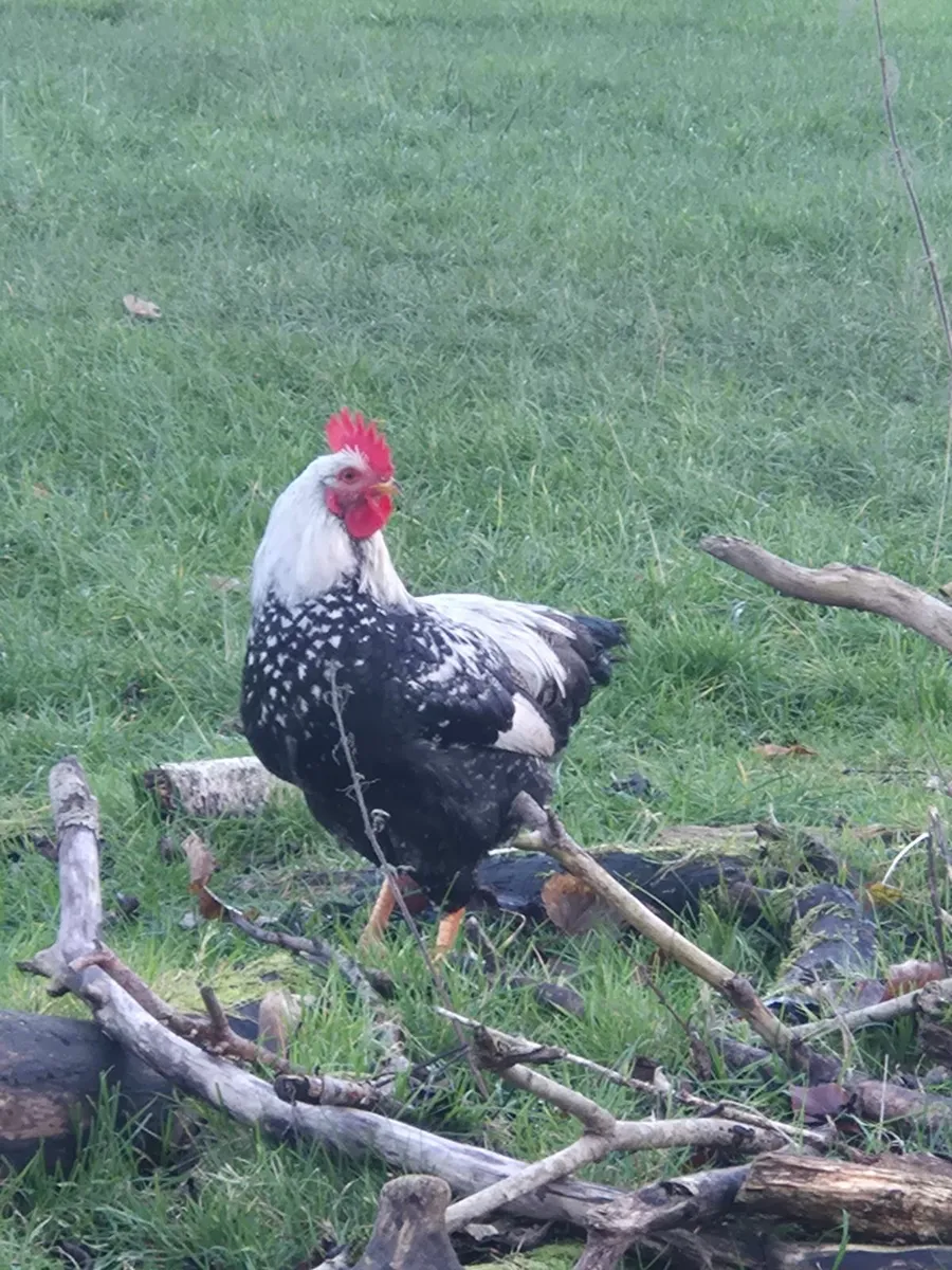 Roosters for sale - Image 2