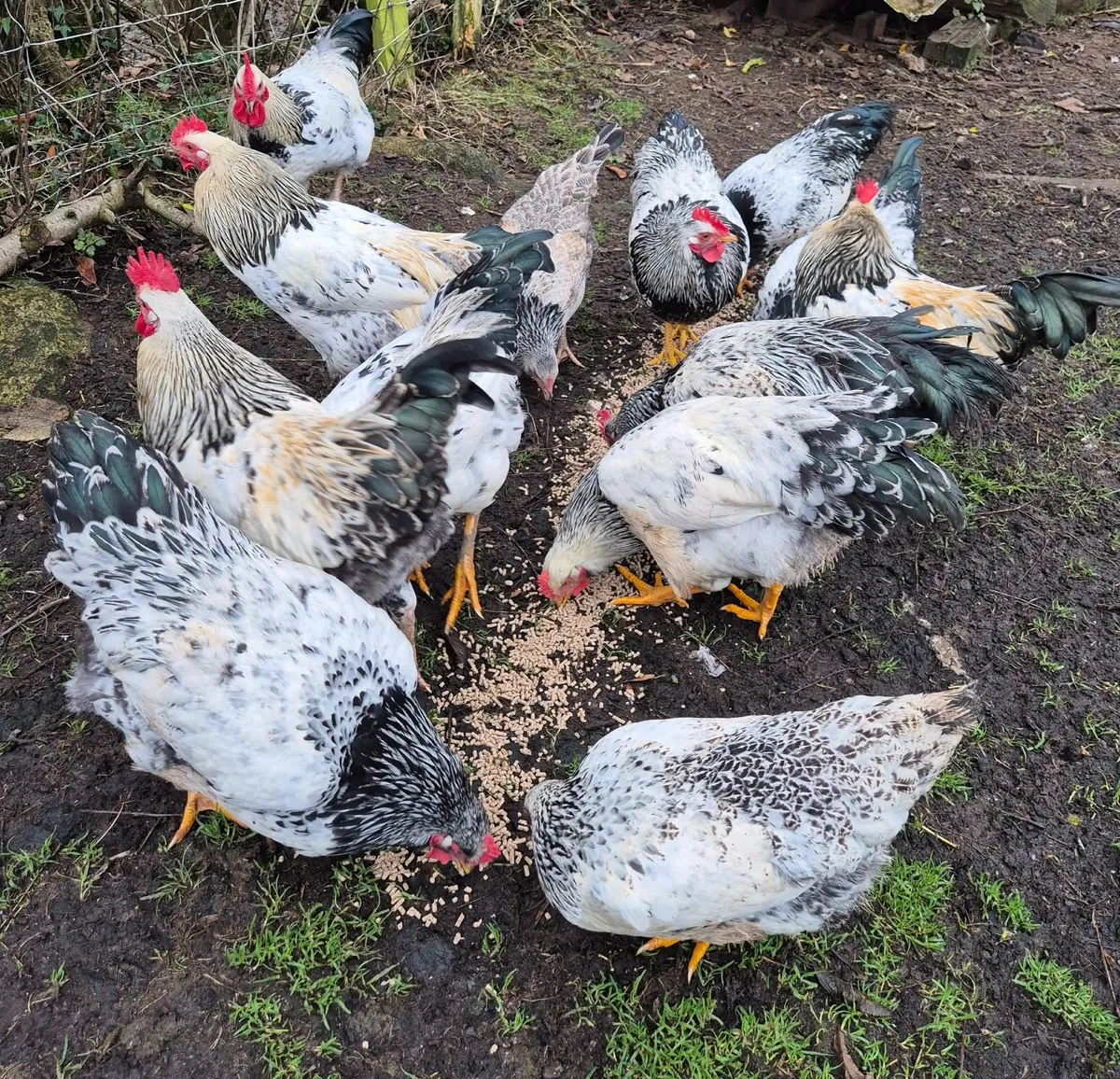 Roosters for sale - Image 3