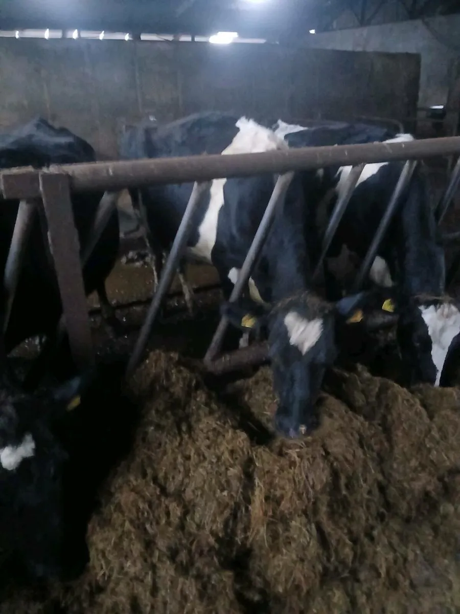 Cows - Image 4