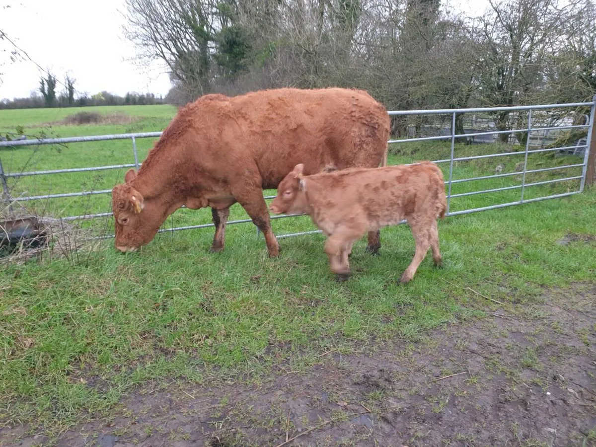Heifer and calf - Image 1