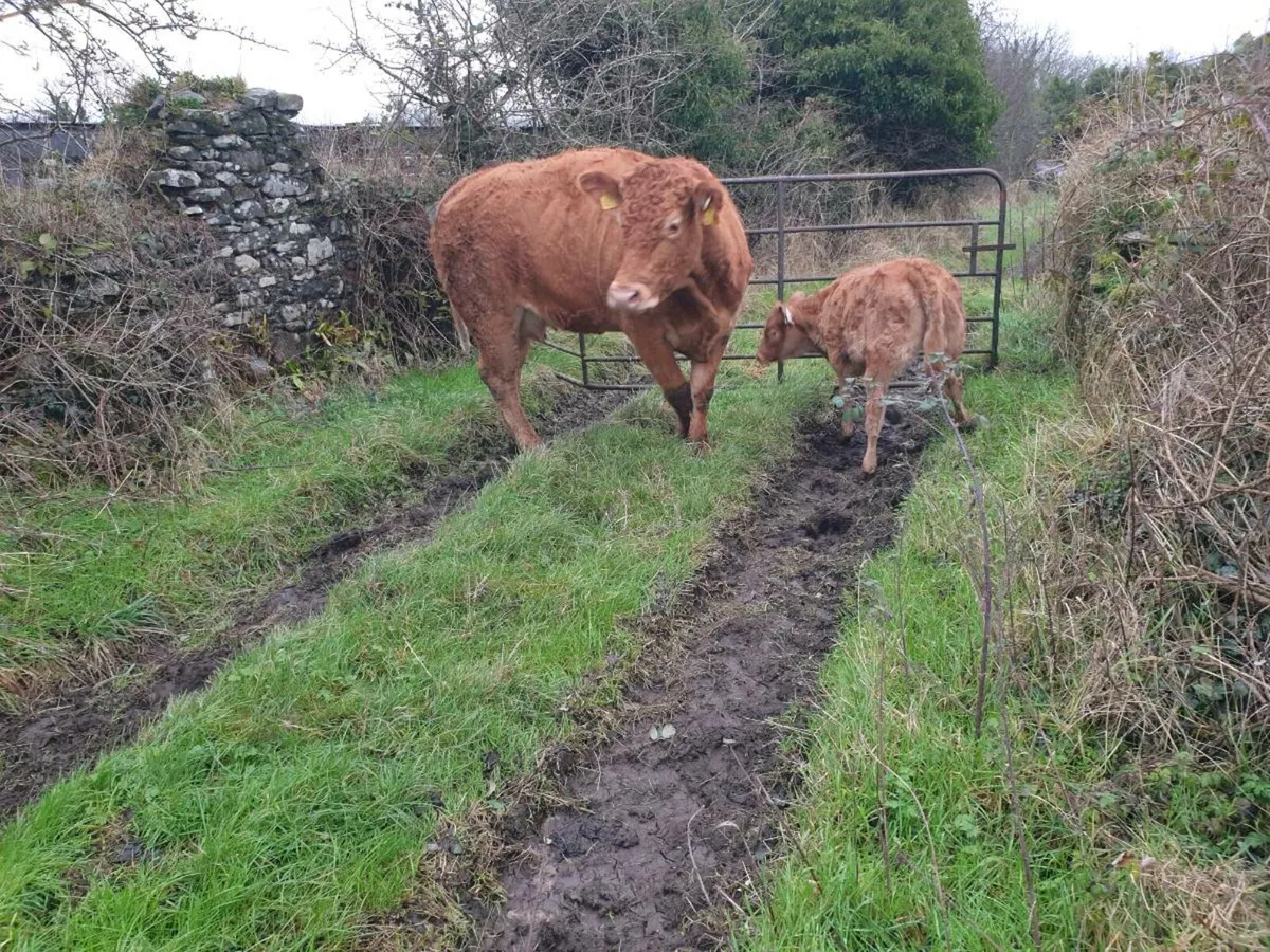 Heifer and calf - Image 2