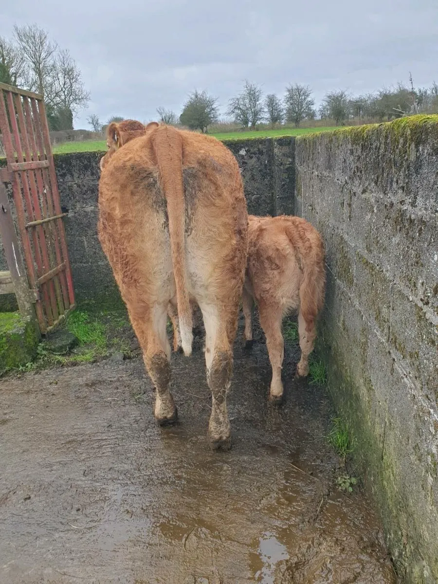 Heifer and calf - Image 3