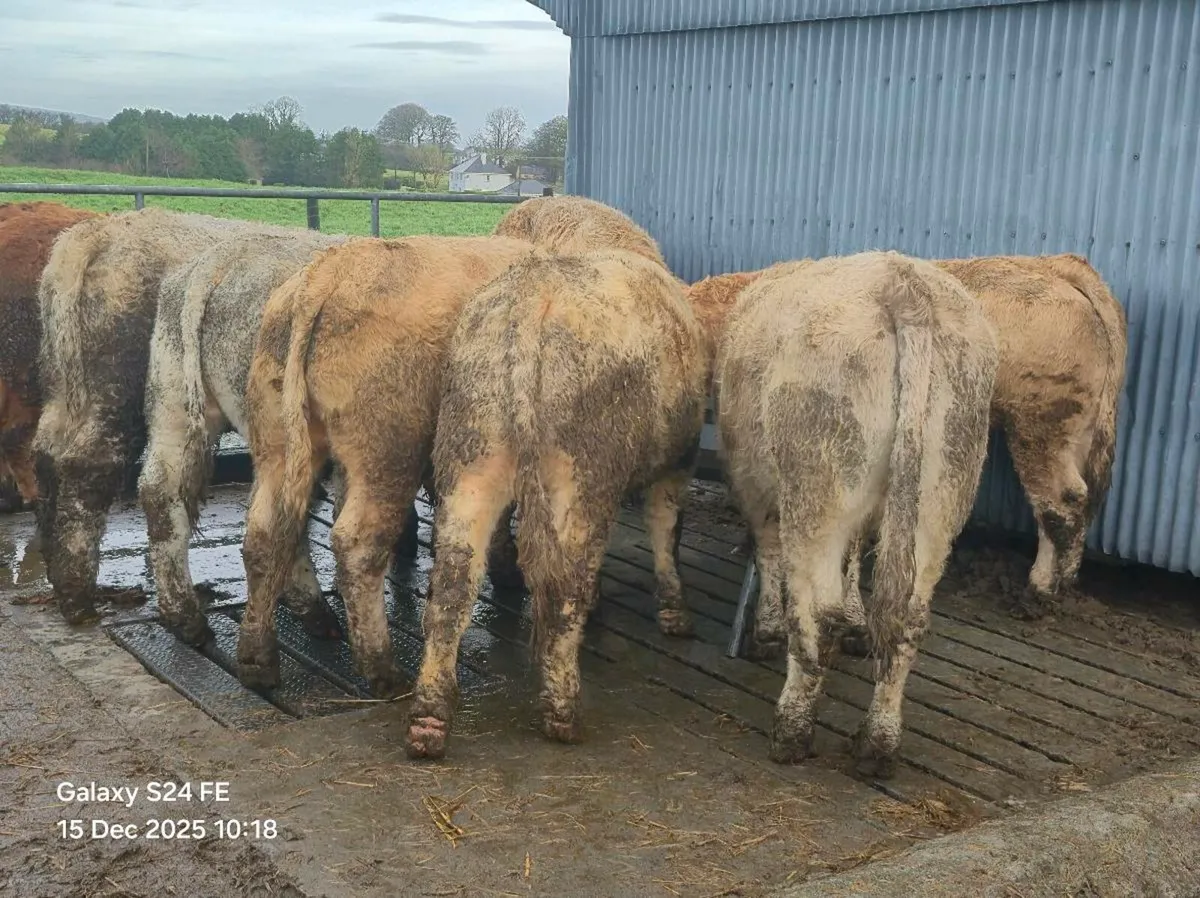 15 Store Bullocks - Image 1