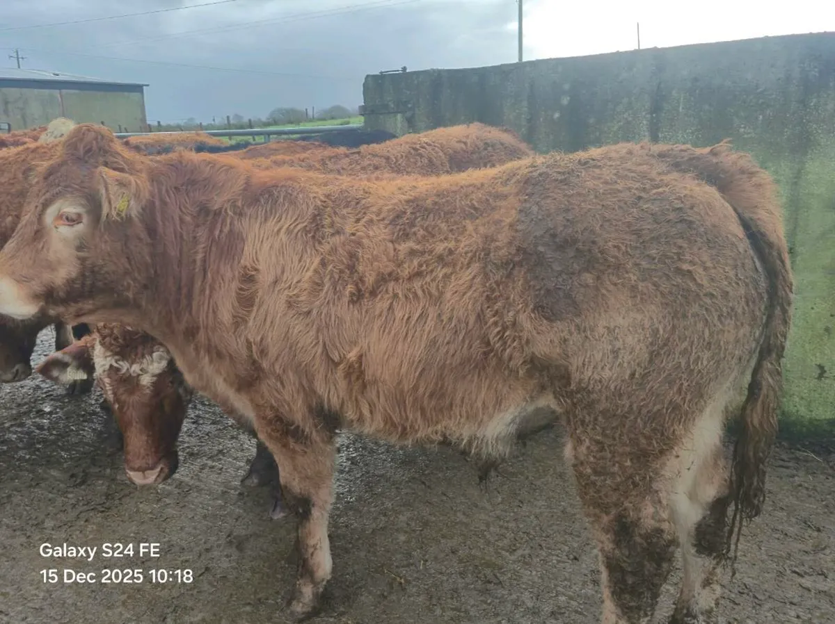 15 Store Bullocks - Image 2