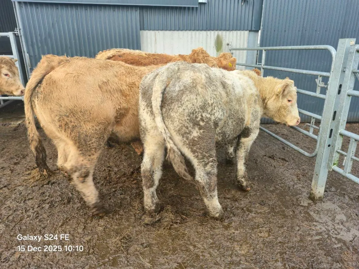 15 Store Bullocks - Image 3