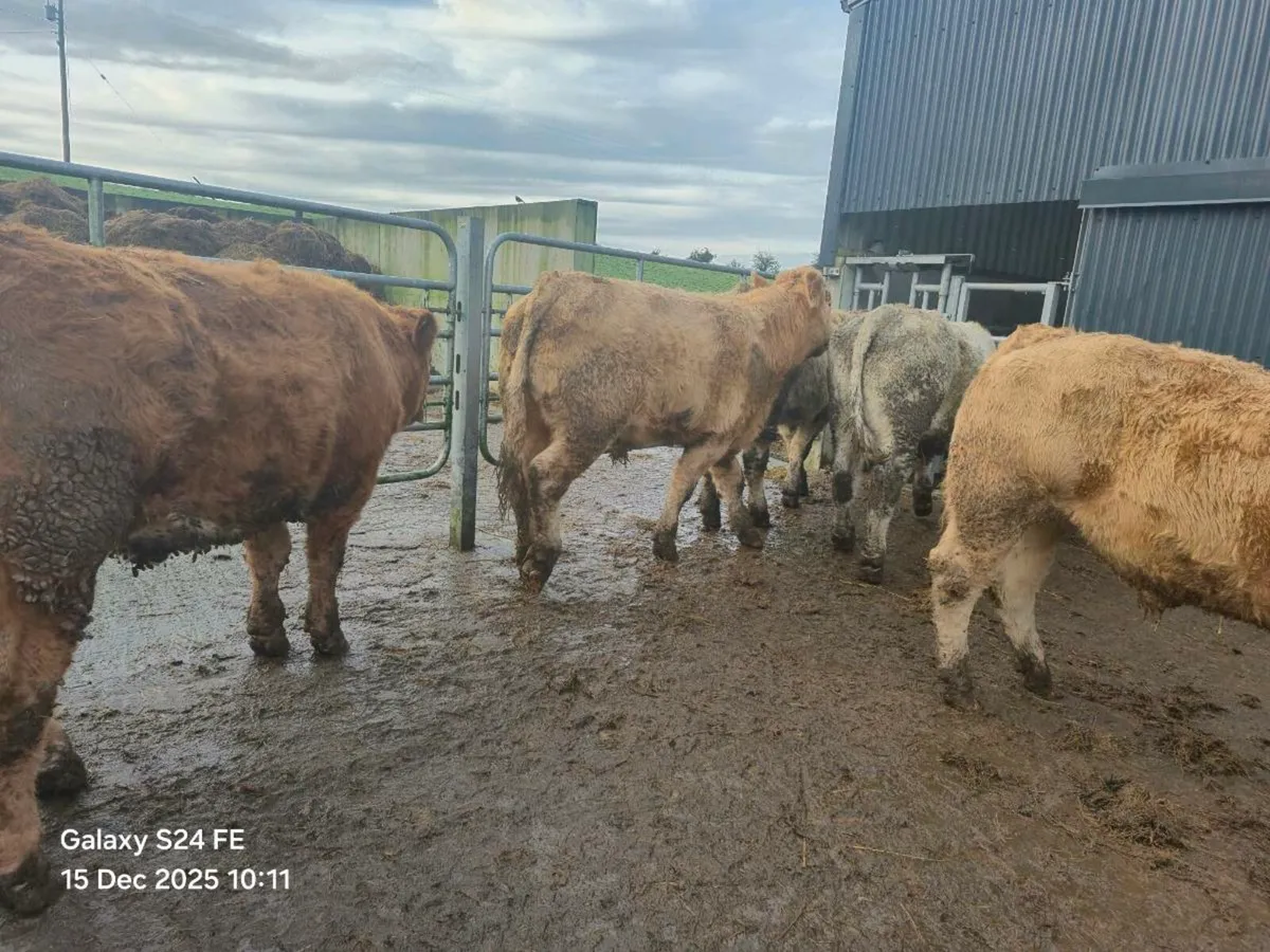 15 Store Bullocks - Image 4