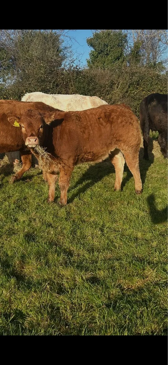 #*WANTED Organic Cow or Heifer*# - Image 1