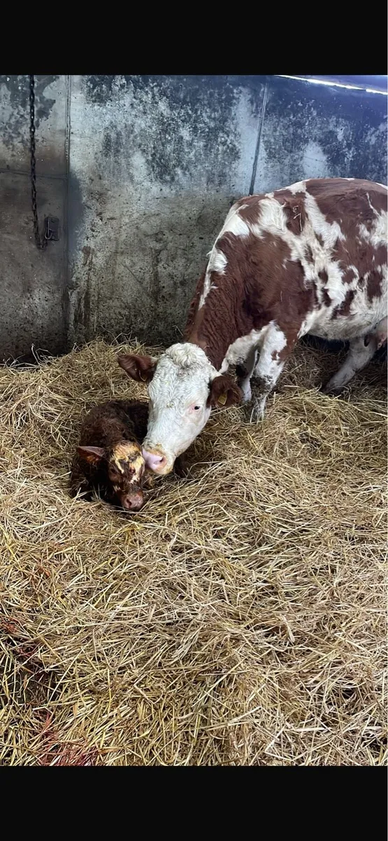 #*WANTED Organic Cow or Heifer*# - Image 2