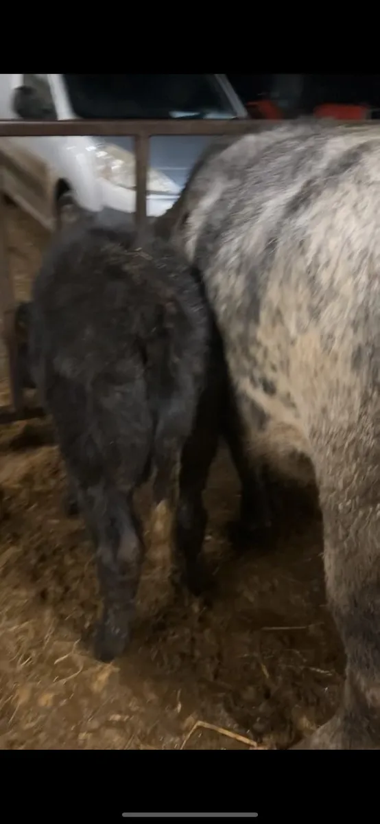 1st calving bb4438 heifer Ivor calf at foot - Image 1