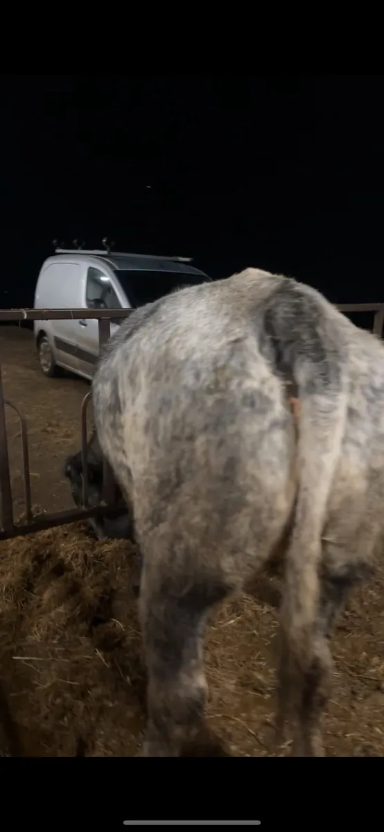 1st calving bb4438 heifer Ivor calf at foot - Image 2