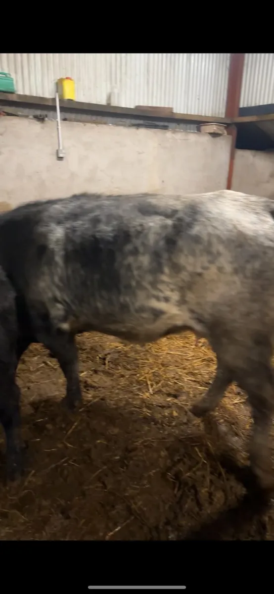 1st calving bb4438 heifer Ivor calf at foot - Image 3