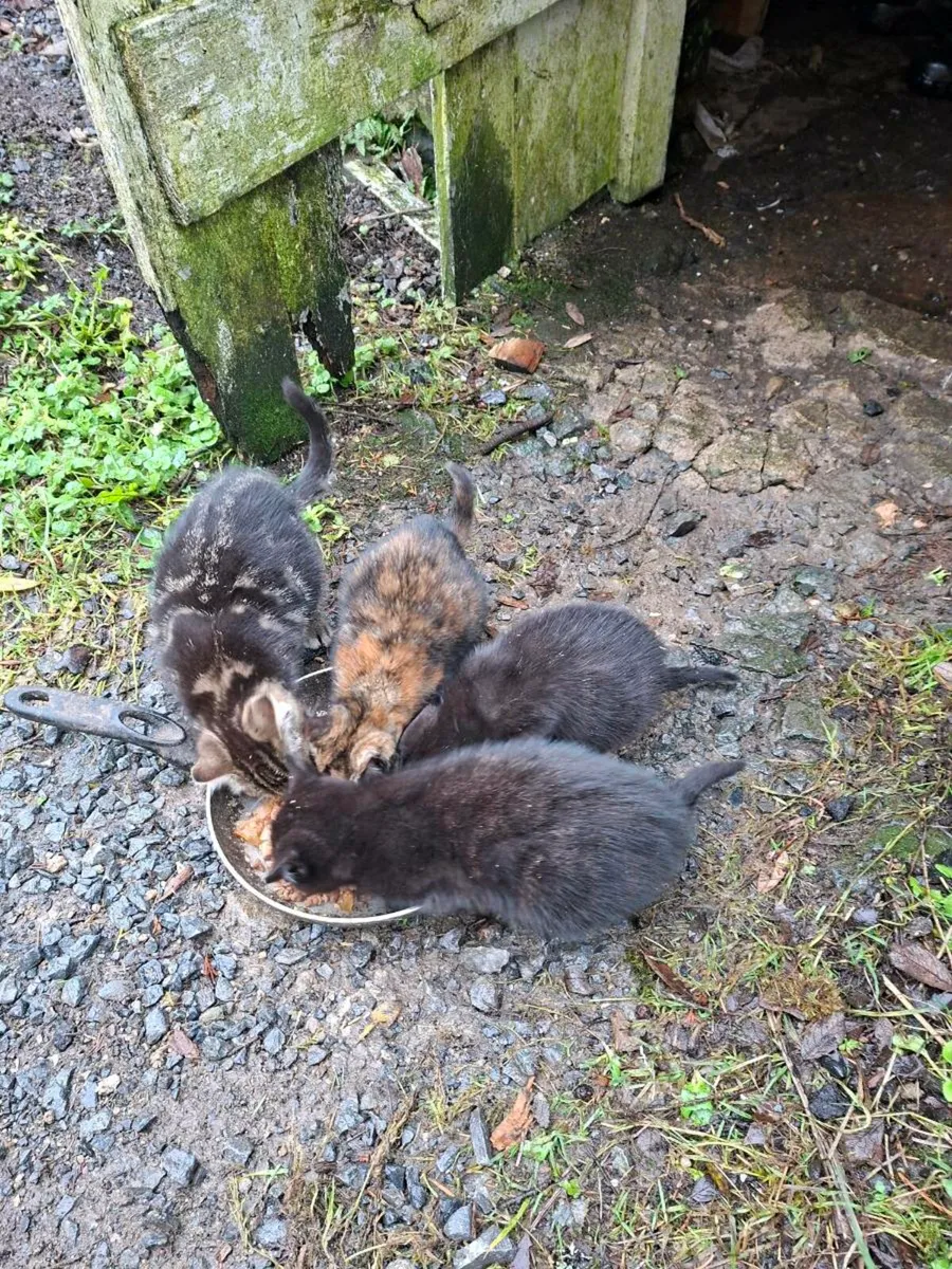 Kittens - Image 1