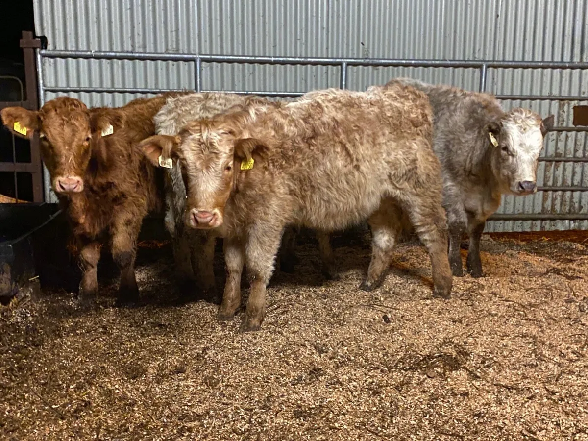 4  Super Weanling Heifers - Image 1